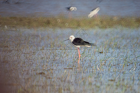 鸟类在淡水湖 世界湿地拉姆萨地点的当地鸟类中生活和游泳背景天空翅膀池塘公园湿地反射野生动物环境天鹅图片