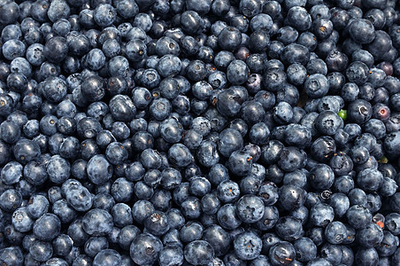 新鲜的蓝莓 蓝莓浆果的质地特写你蓝色维生素收成农业烹饪农民园艺水果圆形市场图片