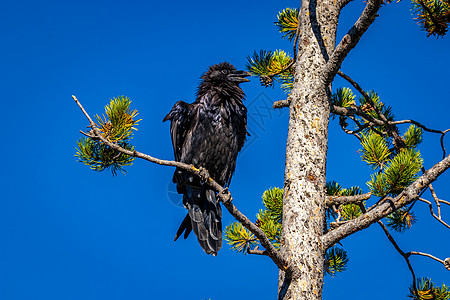 树枝上的乌鸦鸟类树木掠夺水平脊椎动物图片