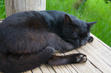 黑猫睡在黄木垃圾上 有绿草背景的青草背景毛皮黑色睡眠哺乳动物动物宠物生活动物群图片