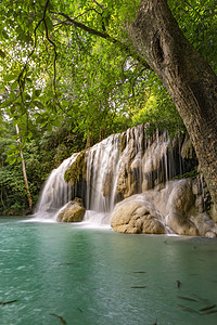 泰国北碧府 Erawan 瀑布周围环绕着小树  大树 绿色 清澈的绿色翡翠水漫游植物白内障旅行森林树干湿度苔藓旅游岩石图片
