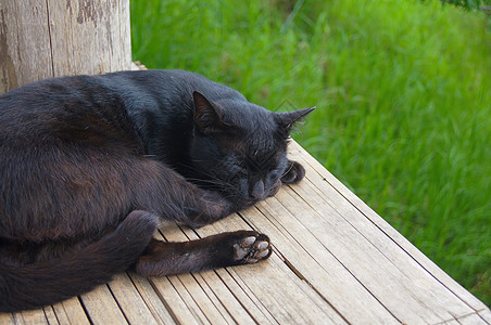 黑猫不睡背猫可爱的高清图片