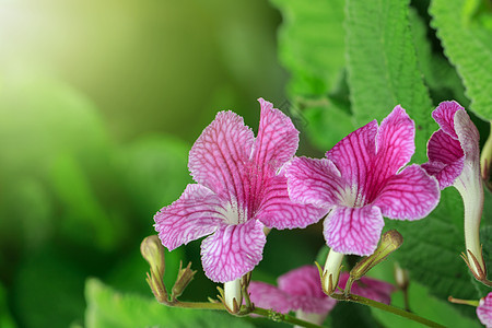 花园中美丽的粉红色花朵的图像公园紫色叶子植物群衬套花瓣场地花束宏观植物图片