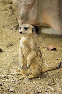 Meerkat 站立关于自然背景的图像生物生态动物园鼻子猫鼬公园荒野野生动物警报动物群图片