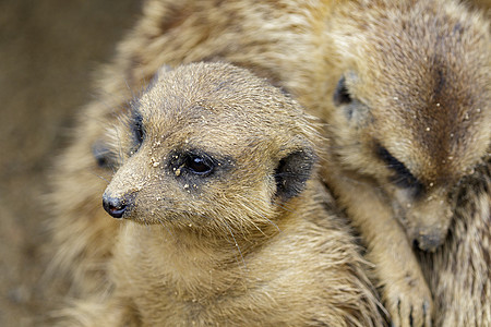 Meerkat关于自然背景的图像生物野生动物鼻子公园沙漠警报毛皮眼睛哺乳动物动物园图片