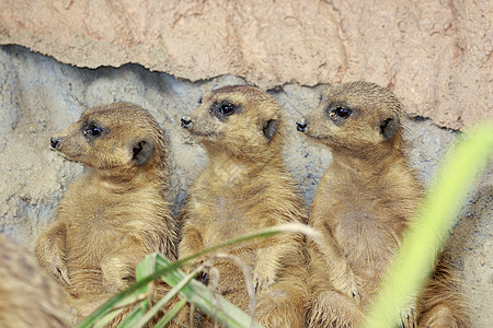 Meerkat集团 关于自然背景 野生动物动物园生态警报动物沙漠生物家庭哺乳动物荒野猫鼬图片