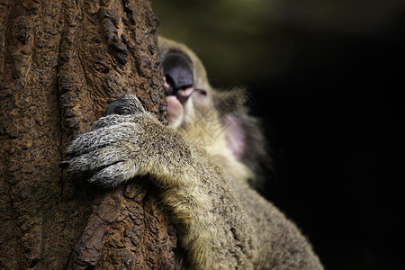 Koala熊睡觉的画面 集中在树上的手上 爬行动物 动物图片