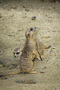 Meerkat 站立关于自然背景的图像鼻子警卫动物园野生动物手表警报荒野头发猫鼬眼睛图片