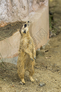 Meerkat 站立关于自然背景的图像公园生态眼睛毛皮警卫荒野警报猫鼬岩石手表图片