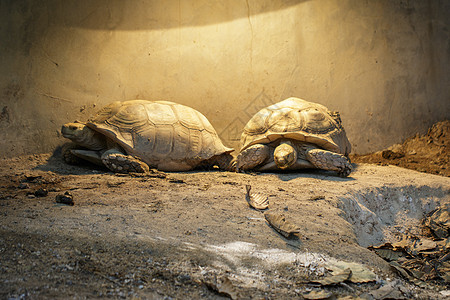 苏卡塔乌龟海龟或非洲刺激的乌龟在地板上的照片 爬行动物 动物院子荒野野生动物场地男性生物皮肤动物园宠物沙漠图片