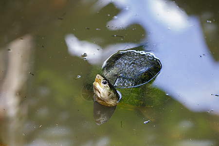 南亚龟盒状海龟或Siamsese箱式水中叶草图像 爬行动物 动物野生动物宠物池塘橙子动物园爬虫生态眼睛荒野环境图片