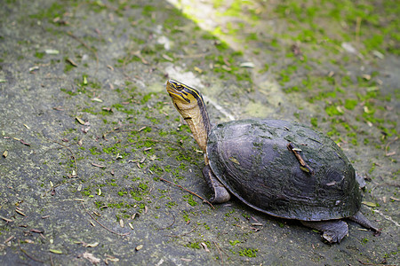 黄头海龟 的图象 见自然背景 爬行动物 动物野生动物生态池塘荒野眼睛水龟乌龟热带环境爬虫图片