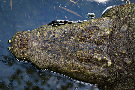 鳄鱼头在水上的照片 野生动物猎人捕食者危险皮革皮肤动物眼睛沼泽盐水食肉图片