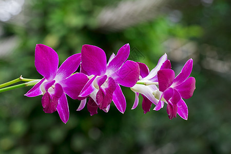 花园中美丽的紫兰花的形象热带花朵明信片植物群植物学植物花瓣花束紫色叶子图片