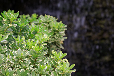 花园里绿叶的形象植物热带植物学环境生长植物群雨林荒野叶子蕨类图片