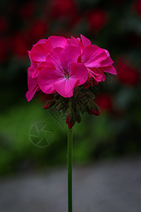 美丽的粉红色花的图像 花园中的Geraniaceae季节花束宏观植物植物学花瓣植物群花朵生长园艺图片