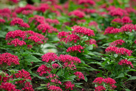 美丽的粉红色五花花在花园中开花的画面异国植物学园艺热带灌木花瓣花朵花蜜植物叶子图片