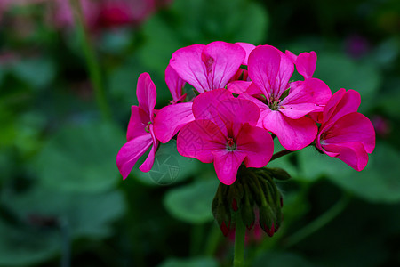 美丽的粉红色花的图像 花园中的Geraniaceae园艺植物群宏观季节植物花朵花瓣生长叶子植物学图片
