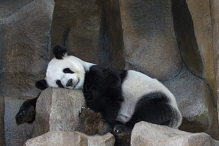 一只熊猫的影像在岩石上沉睡 野兽动物吸引力荒野动物学竹子孤独公园旅游生活动物园图片