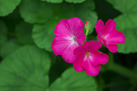 美丽的粉红色花的图像 花园中的Geraniaceae植物学季节宏观生长植物植物群叶子花瓣花束园艺图片