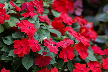 花园中美丽的红色依恋花朵的图像图片