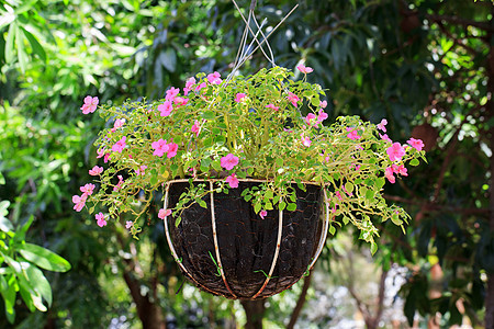 花园里挂着一篮花的画面植物群花朵销售叶子花瓣紫色苗圃生长植物园艺图片