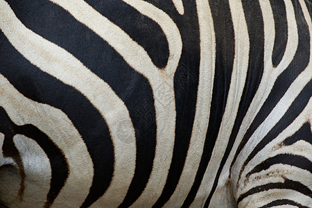 斑马白色和黑色的抽象背景皮肤 野生动物头发丛林宏观艺术皮革动物园公园条纹动物曲线图片