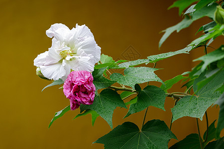 花园中美丽的粉红色花朵和白色花朵的图像图片