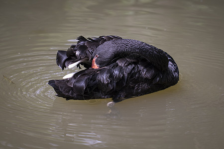 一只黑天鹅在水上的照片 野生动物动物脖子漂浮池塘翅膀荒野公园墙纸冥想家禽图片