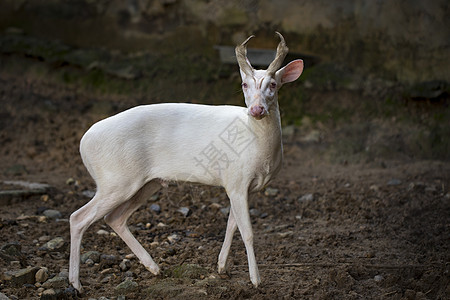 自然背景上的白化树鹿的图像 野生动物优美环境动物园鹿角成人耳朵投标哺乳动物尾巴积分图片