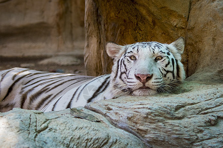 白老虎在自然背景上的图像 野生动物 动物食肉热带公园岩石捕食者毛皮动物园濒危力量豹属图片