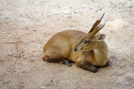 野生动物 照片来自Baking deer或Muntjac Muntiacini在地面上放松老鼠丛林叶子热带毛皮公园喇叭森林头发动图片