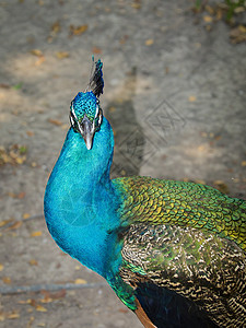 有关自然背景的孔雀头部图像 野生动物跳舞活力男性羽毛蓝色眼睛荒野动物脖子动物园图片