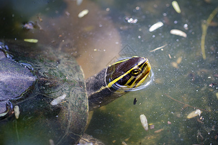 黄头海龟在水中的照片 爬行动物 动物乌龟热带橙子生活生态爬虫池塘眼睛环境宏观图片