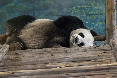 熊猫的影像在睡觉 野兽图片