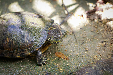 红毛滑板海龟在地板上的照片荒野盒子水龟宏观眼睛岩石动物乌龟剧本爬虫图片