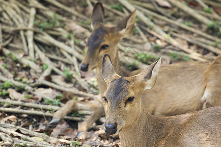 野生动物 自然背景上的鹿的图像动物林地公园热带鹿角水鹿赤道毛皮场地男性图片