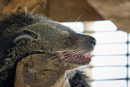 一只亚洲黑熊或亚裔黑熊睡觉的图像 野生动物图片