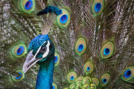 孔雀的图像显示 它美丽的羽毛 野生动物动物仪式展示眼睛脖子展览公鸡活力优雅蓝色图片
