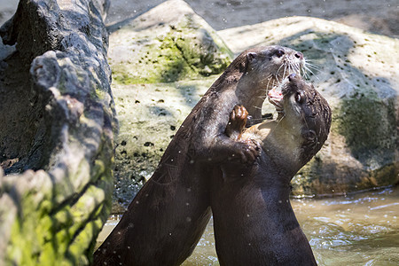 水上水眼的图像 野生动物生活动物园吉祥物雨林眼睛捕食者毛皮动物水獭游泳图片