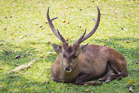 野生动物 自然背景上的鹿的图像动物园荒野场地食草林地吉祥物公园森林热带毛皮图片