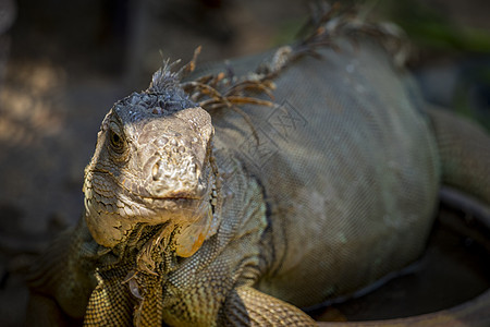 笼子里的Iguana照片 两栖动物爬行动物生物环境丛林森林蓝色濒危蜥蜴异国热带图片