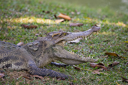 草地上鳄鱼的照片 爬虫动物眼睛生物牙齿皮肤捕食者食肉猎人危险动物园荒野图片