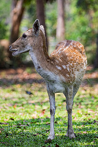 野生动物 自然背景上的鹿的图像羚羊食草男性森林鹿角毛皮赤道丛林国家旅行背景图片