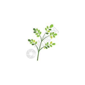辣木叶标志模板 vecto草本植物健康食物植物蔬菜环境药店插图艺术绿色图片