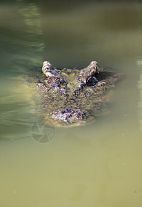 鳄鱼头在水中的照片 爬虫动物沼泽皮肤食肉眼睛生物猎人两栖盐水牙齿侵略图片