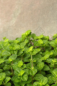 花园里绿色新鲜薄荷叶的图像树叶香脂芳香厨房烹饪食物香气香料叶子宏观图片