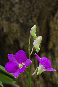 花园中美丽的紫色兰花的形象植物群花朵热带脆弱性花束异国叶子花瓣植物学明信片图片