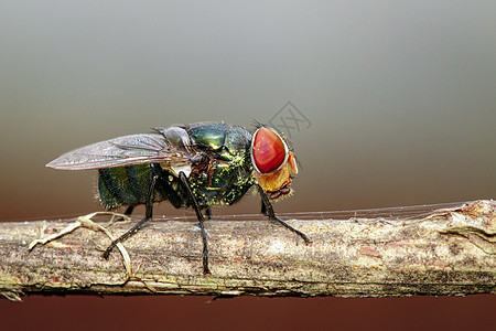 棕色树枝上的苍蝇Diptera图像 昆虫 动物害虫蓝色双翅目漏洞季节花园荒野野生动物水果眼睛图片