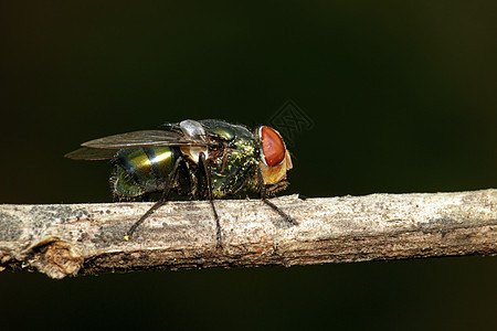 棕色树枝上的苍蝇Diptera图像 昆虫 动物水果双翅目翅膀害虫叶子宏观野生动物树叶季节漏洞图片